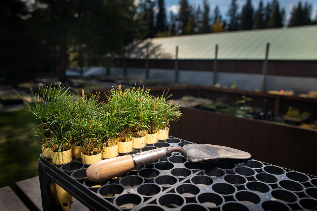 Plants de vivaces et arbustes fleuris en conteneur